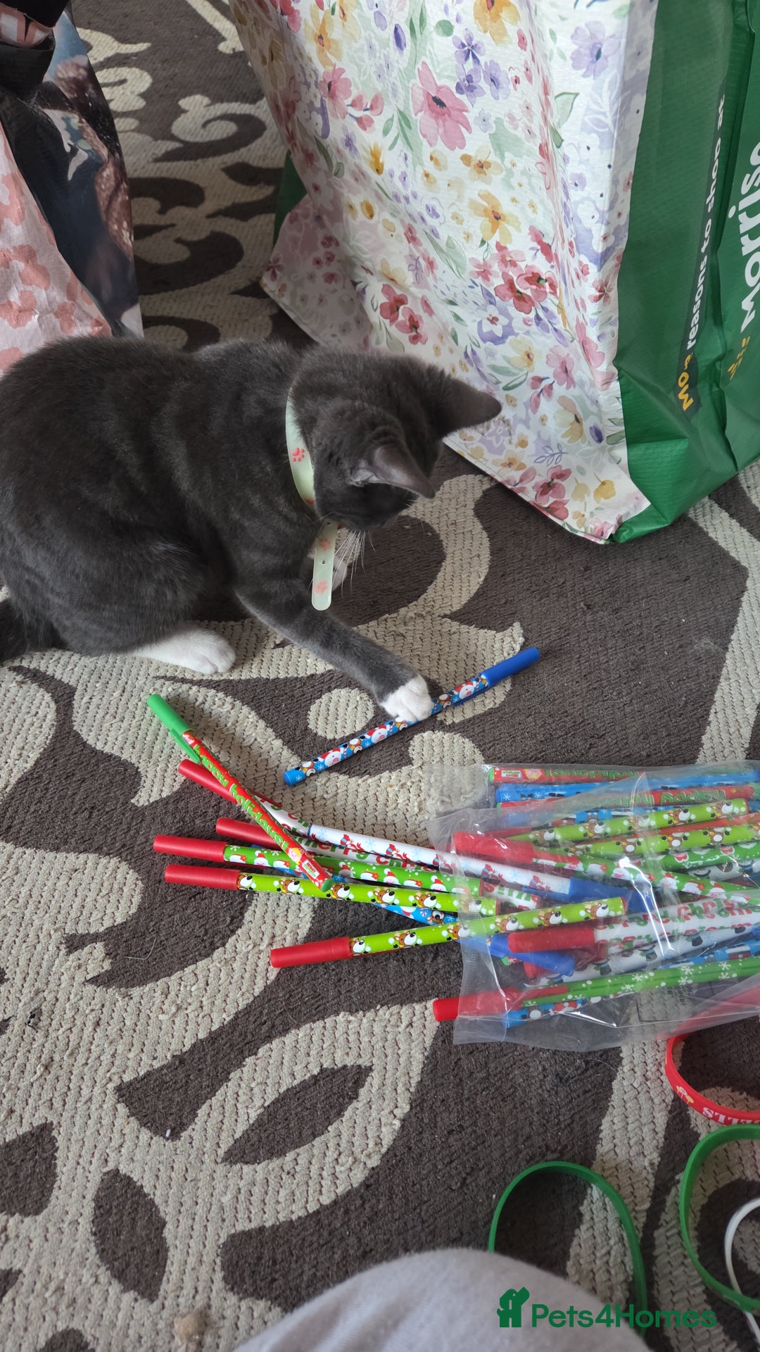 Mixed Breed cats for sale: Gorgeous and loving female silver tabby and white  - Advert 2