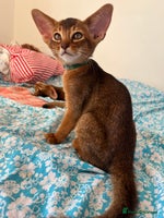 Abyssinian cats - Advert 4