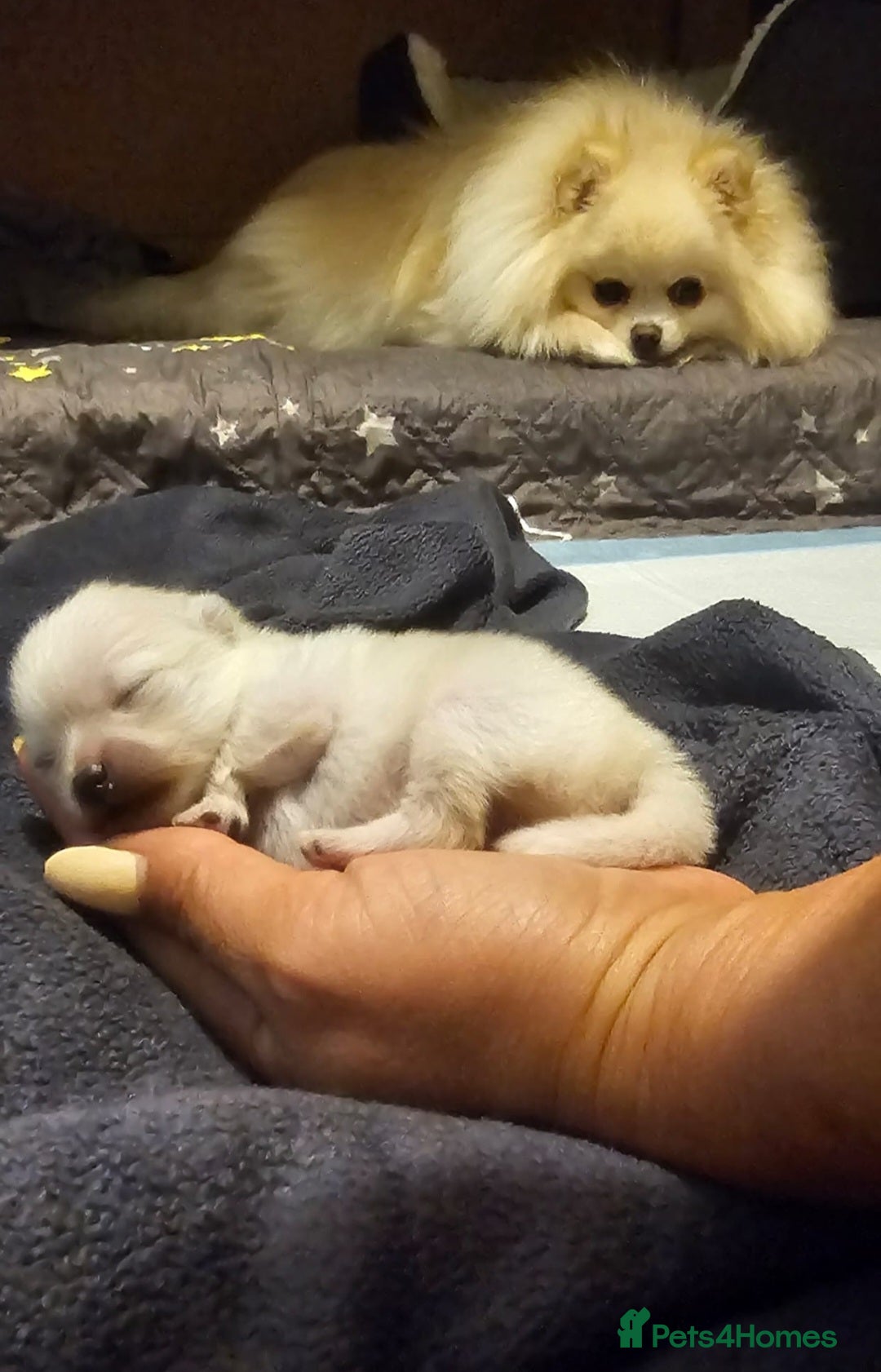 Pomeranian dogs Amazing cream boy - Advert 2