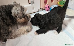 Schnoodle dogs for sale: 2 beautiful schnoodles  - Image 11