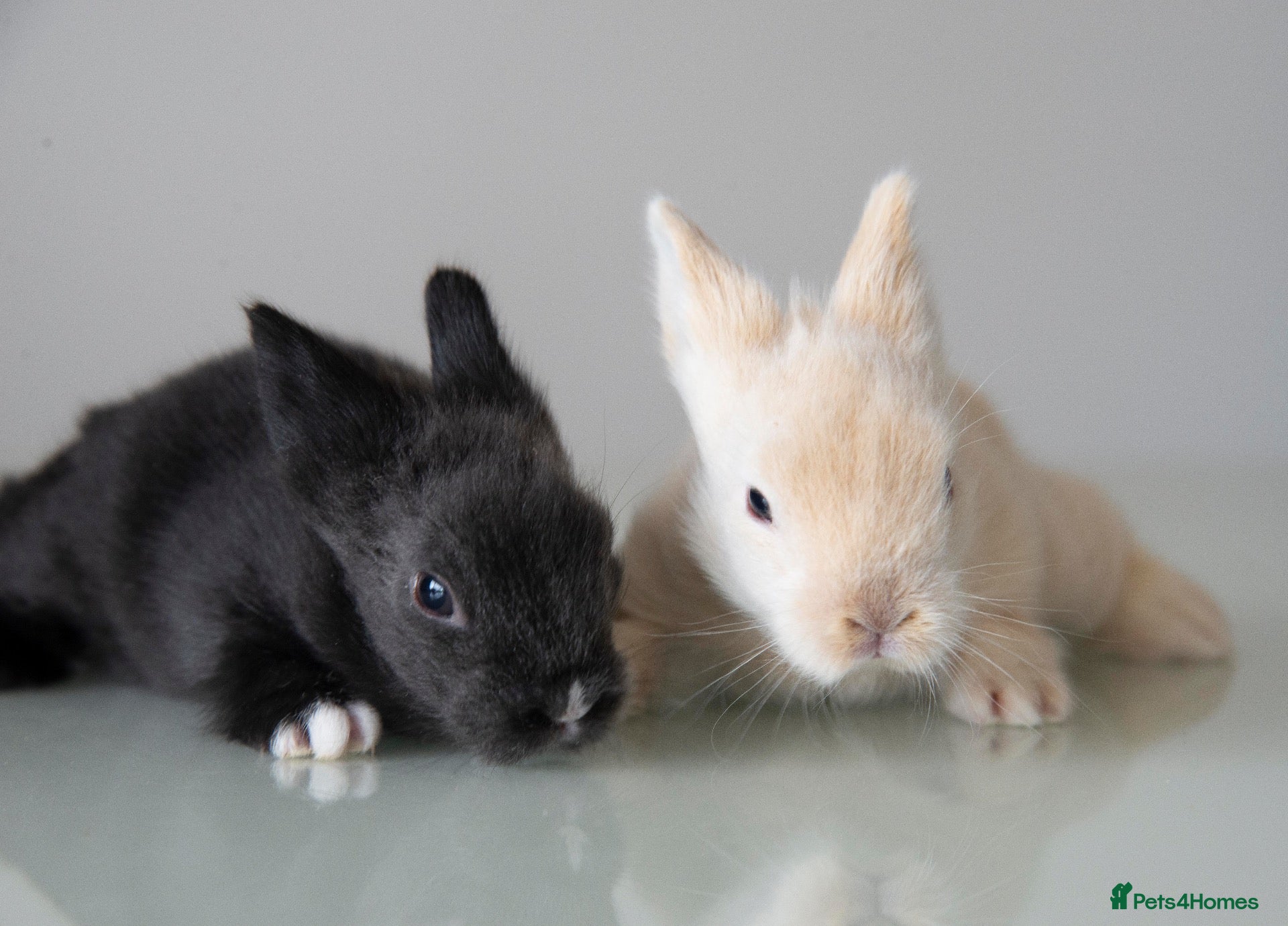 Lionhead rabbits *Two boys ready now* Double-maned Lionhead Rabbits - Advert 5