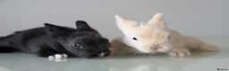 Lionhead rabbits for sale: *Ready Now* Double-maned Lionhead Rabbits 🐰 - Advert 3