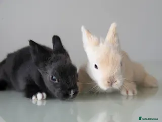 Lionhead rabbits *Two boys ready now* Double-maned Lionhead Rabbits - Advert 5