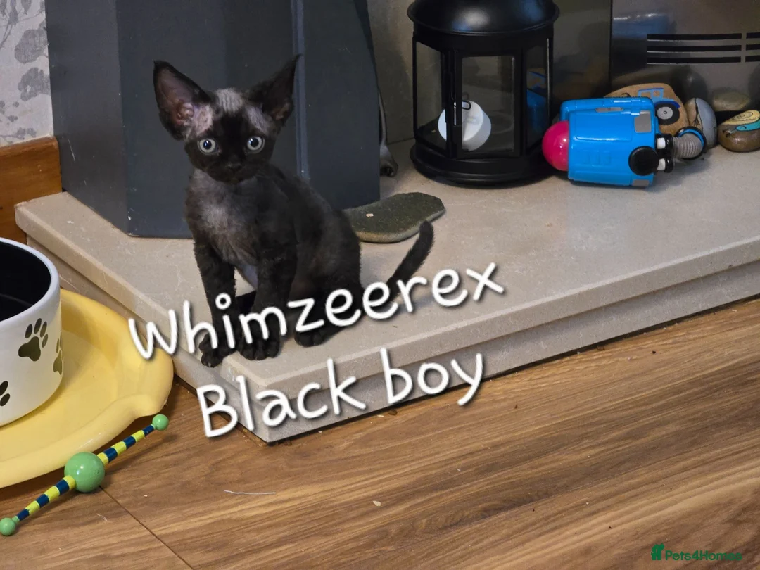 Devon Rex cats for sale: Black Devon Rex boy - Advert 5