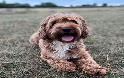 Goldendoodle dogs for stud: Rutlands Lil Cookie Cutter from Australia health T in Bedford - Image 3
