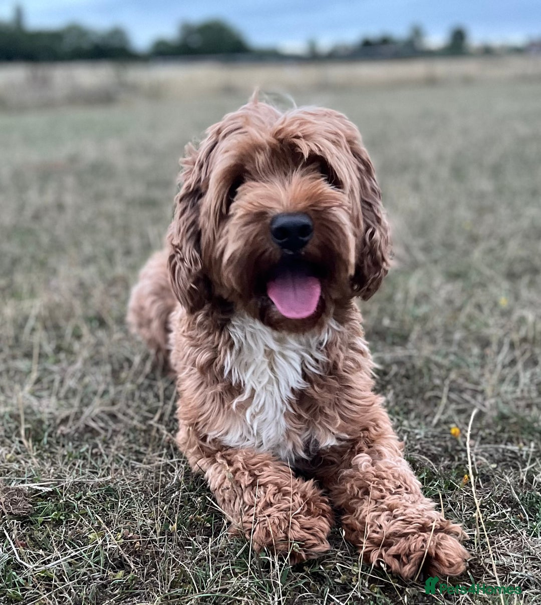Goldendoodle dogs for stud: Rutlands Lil Cookie Cutter from Australia health T in Bedford - Image 3