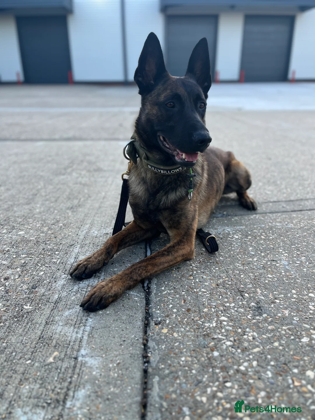 Mixed Breed dogs for sale: Doggo - Advert 3