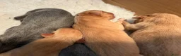 Labrador Retriever dogs for sale: Labrador puppies - Advert 24