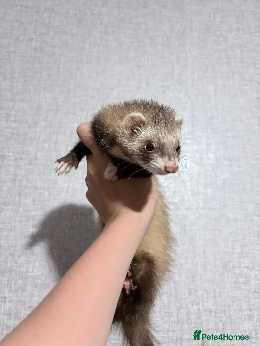 Ferret rodents for sale: Female ferrets for sale  in Wednesbury - Advert 8