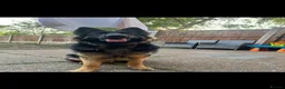 German Shepherd dogs for stud: 2 year old German shepherd stud  in Dronfield - Advert 1