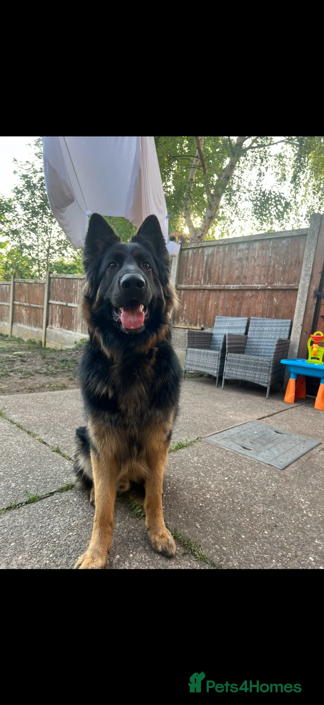 German Shepherd dogs for stud: 2 year old German shepherd stud  in Dronfield - Advert 1