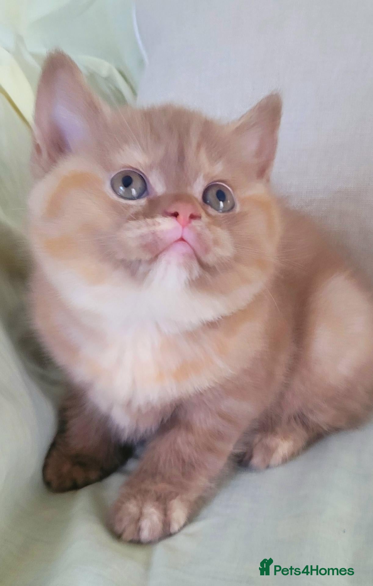 British Shorthair cats Super Chunky British Shorthair  - Advert 11