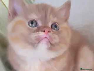 British Shorthair cats Super Chunky British Shorthair - Advert 11