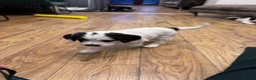 Mixed Breed dogs for sale: Last girl available  in Prestatyn - Advert 6