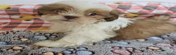 Shih Tzu dogs for sale: Choc Liver Shih Tzu puppies - Advert 33