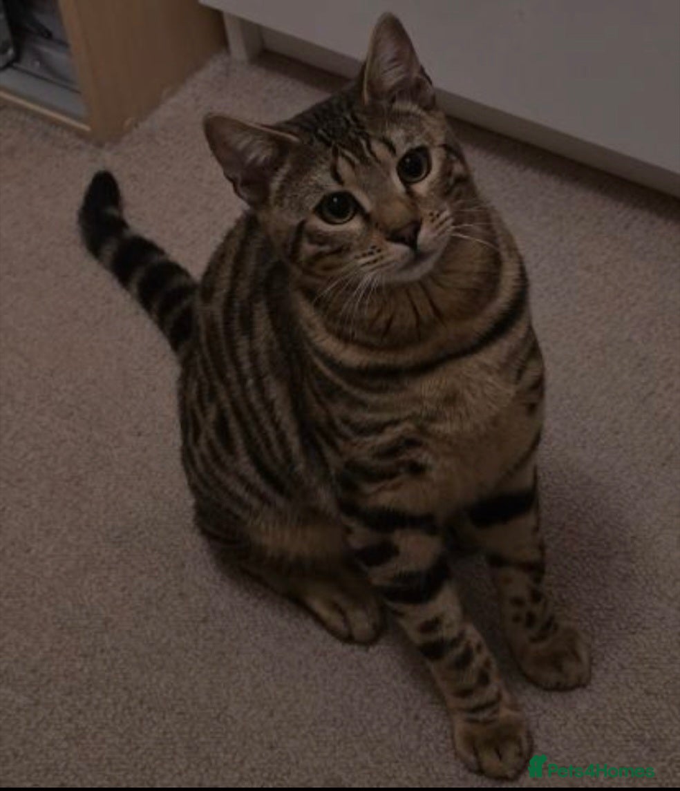 Bengal cats Friendly bengal - Advert 5