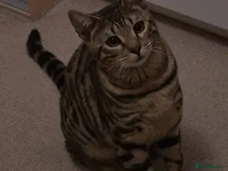 Bengal cats Friendly bengal - Advert 6