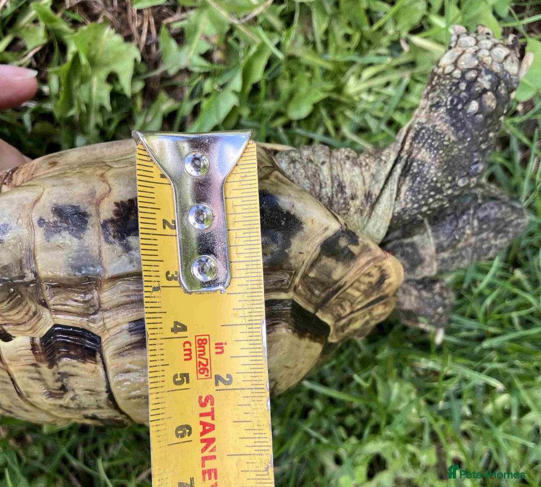 Hermann Tortoise reptiles for sale: 19 year old Hermann Tortoise called Victor - Image 6