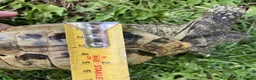 Hermann Tortoise reptiles for sale: 19 year old Hermann Tortoise called Victor - Advert 6