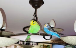 Budgerigars birds for sale: 2 baby budgies and stunning cage  - Image 6