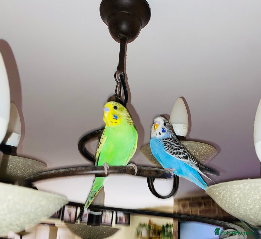 Budgerigars birds for sale: 2 baby budgies and stunning cage  - Image 6
