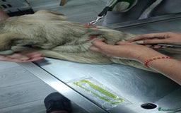 Mixed Breed dogs for adoption: 🐾 WINNIE - a Lovely young Girl, for a Loving Home - Image 16