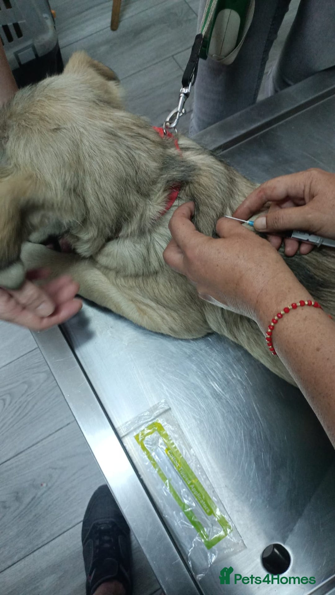 Mixed Breed dogs for adoption: 🐾 WINNIE - a Lovely young Girl, for a Loving Home - Image 16