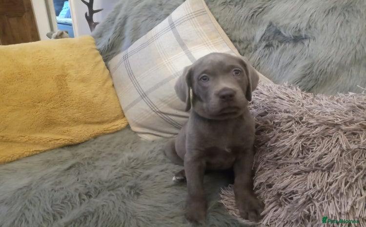 Labrador Retriever dogs - Advert 12