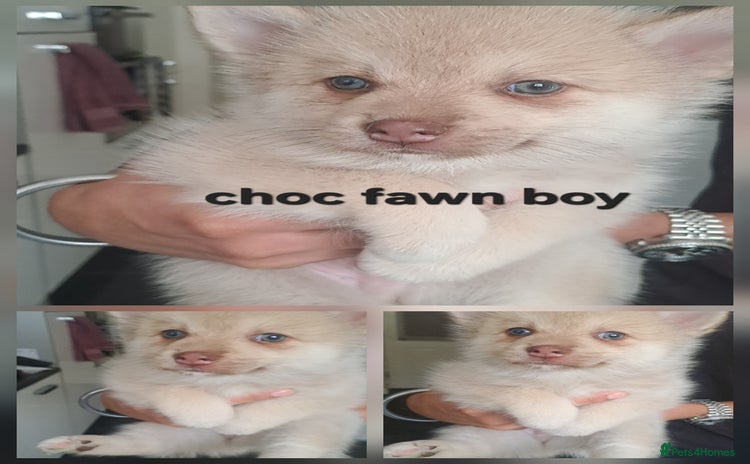 Pomsky dogs - Advert 1