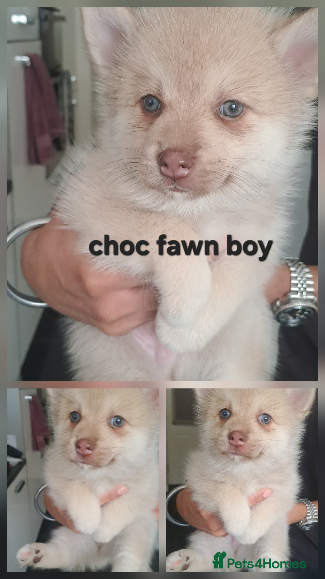 Pomsky dogs for sale: Stunning F4 Pomsky pups  - Image 7