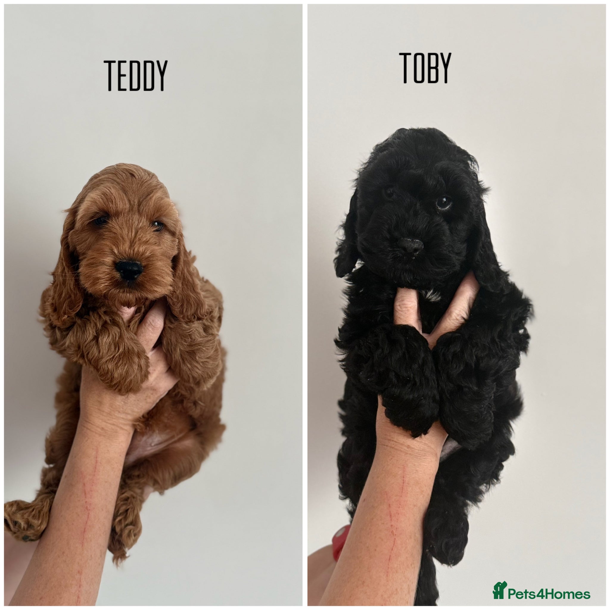 Cockapoo dogs F1 cockapoo puppies READY NOW ‼️REDUCED‼️ - Advert 6
