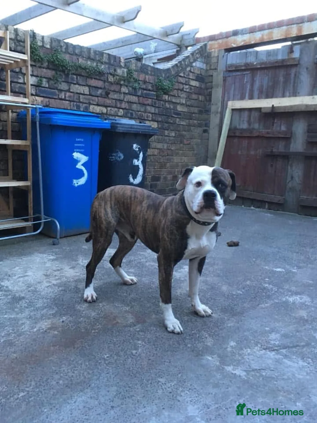 Mixed Breed dogs for sale: American bulldog x alapaha blue blood bulldog in Blaydon-on-Tyne - Advert 2