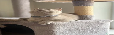 Milo