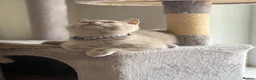 British Shorthair cats for sale: Beautiful British Shorthair Kittens Availbale ❤️❤️ - Advert 6