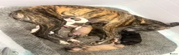 Whippet dogs for sale: WHIPPET PUPPIES  - Advert 5