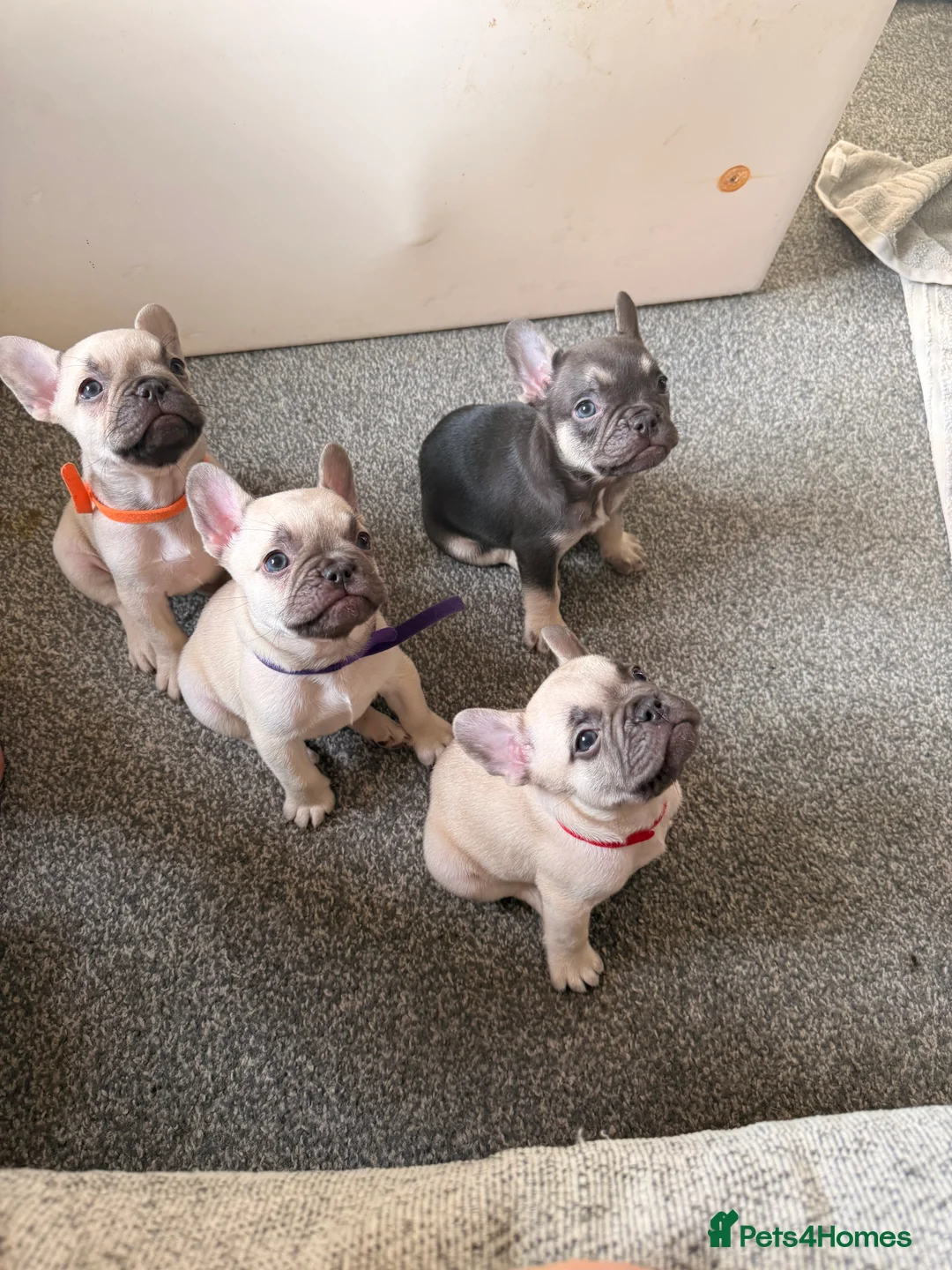 French Bulldog dogs for sale: French bulldog puppies 3 cream and one brown  - Advert 2
