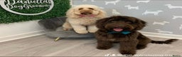 Cockapoo dogs for sale: 5 cockapoo puppies for sale 4 boys and 1 girl  - Advert 1