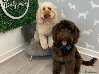 Cockapoo dogs 5 cockapoo puppies for sale 4 boys and 1 girl - Advert 1