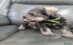 Miniature Schnauzer dogs for sale: Miniature Schnauzer Puppies KC Registered. 5M 2Fm - Image 20