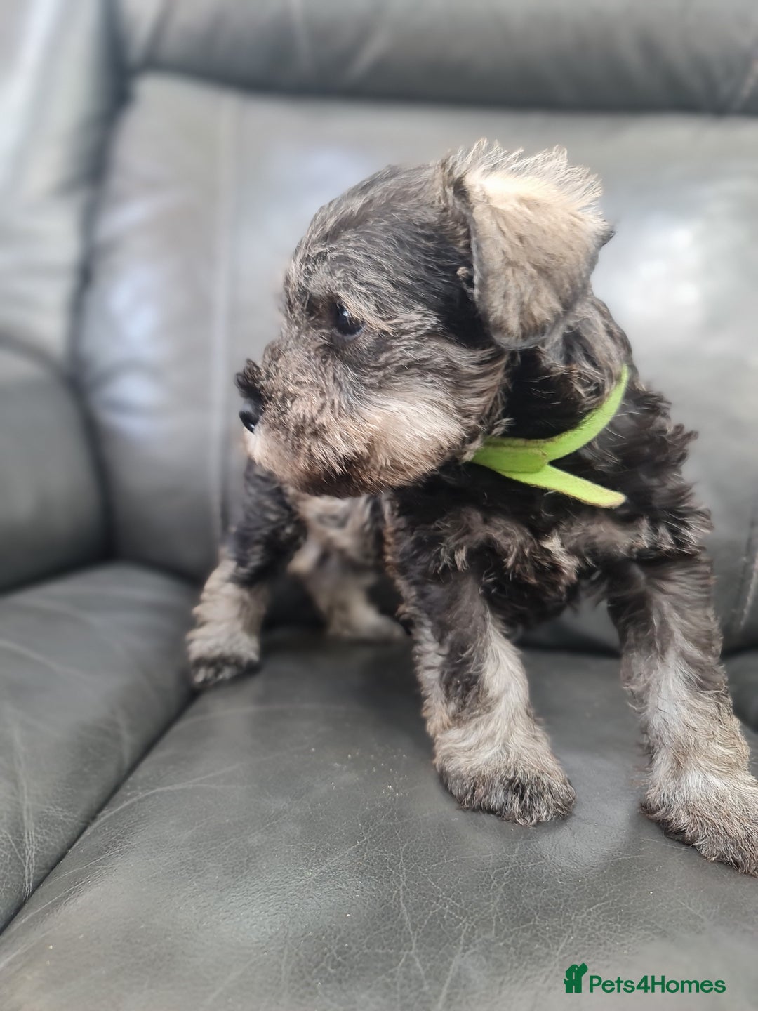 Miniature Schnauzer dogs for sale: Miniature Schnauzer Puppies KC Registered. 5M 2Fm - Image 20