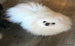 Pomeranian dogs for sale: Stunning Kc-reg boys 🌟🌟🌟🌟🌟 - Image 10