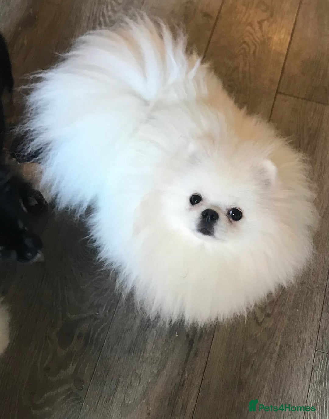 Pomeranian dogs for sale: Stunning Kc-reg boys 🌟🌟🌟🌟🌟 - Image 10