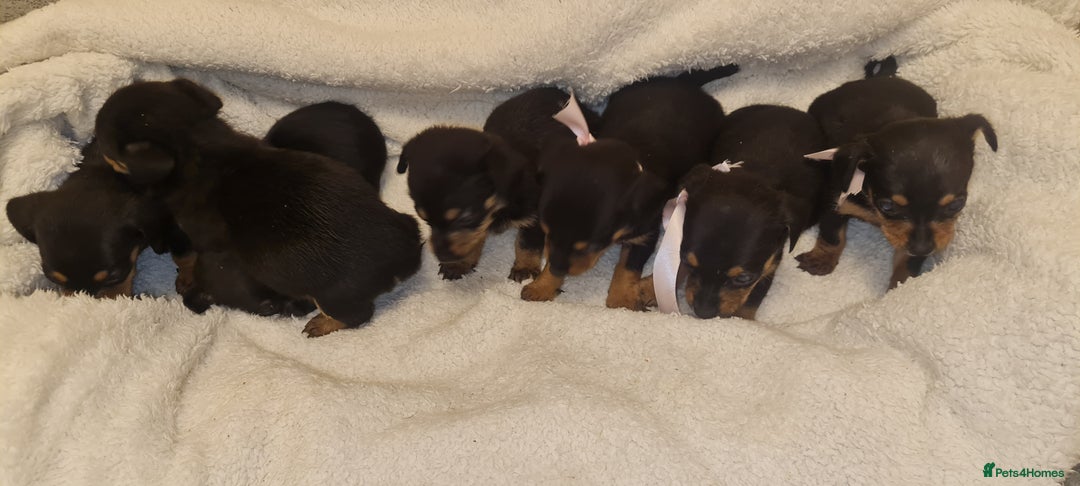 Dachshund dogs for sale: Beautiful miniature dachshund puppies for sale  - Image 4