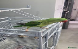 Parrots birds for sale: Baby alexandrine  - Image 1