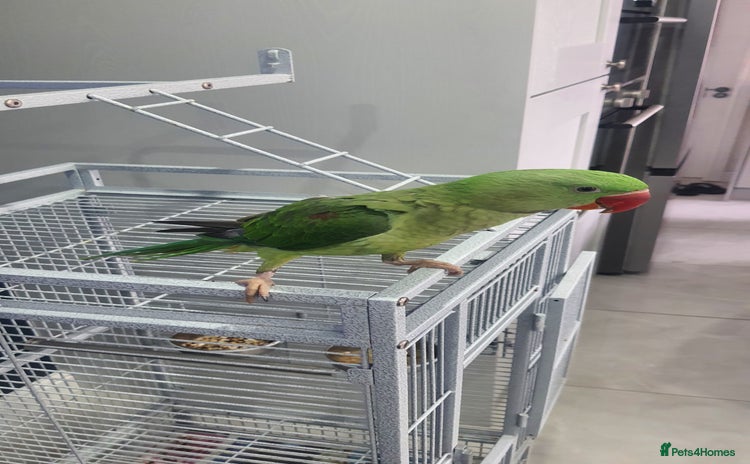 Parrots birds - Advert 7