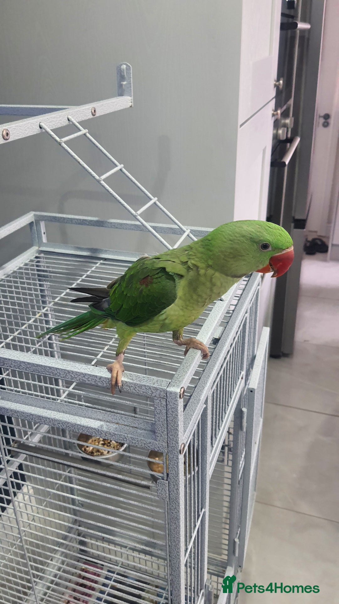 Parrots birds for sale: Baby alexandrine  - Image 1