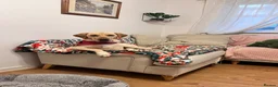 Labrador Retriever dogs for sale: Beautiful Labradors puppy’s looking for a new home in London - Advert 31