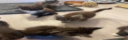 Maine Coon cats for sale: Maine coon - Advert 7