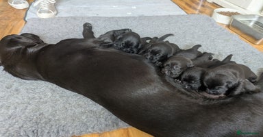Labrador Retriever dogs - Advert 5