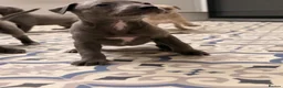 Whippet dogs for sale: Whippet puppy’s - Advert 17